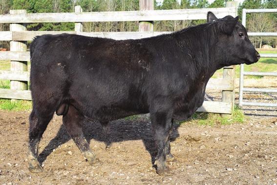 00 B806 is an easy fleshing bull with a moderate frame. He is another nicely made deep bull.