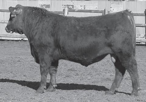 Let's start with his pedigree. He is a son of GMRA Wide Spread 972, the super bull in the Big Red Genetics lineup. That guy does a lot of things right.