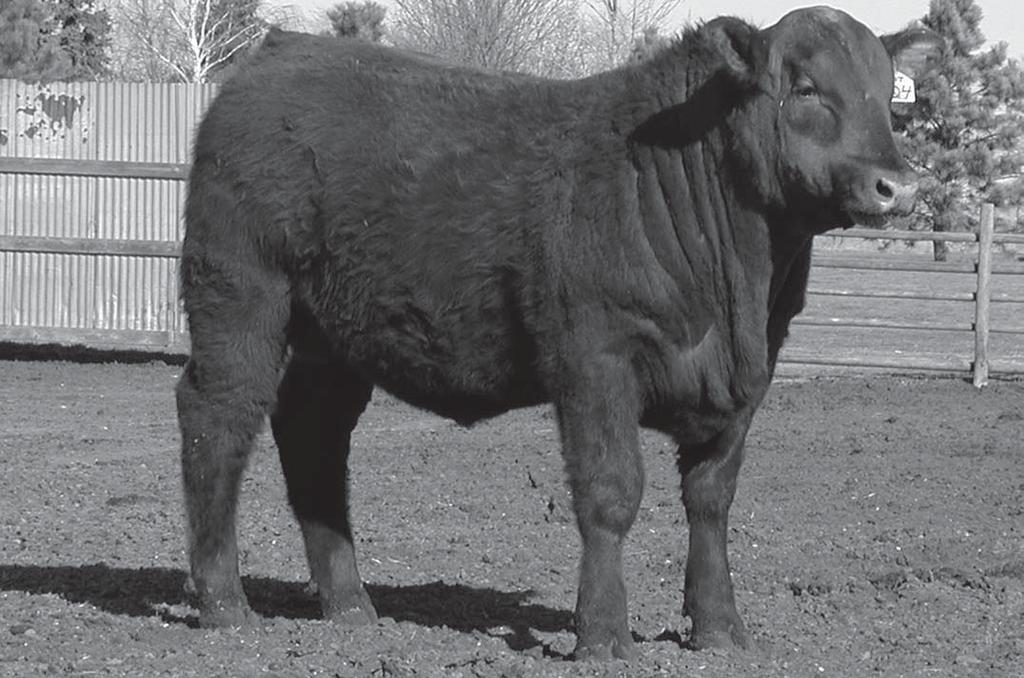 Sandy Willow Red Angus Glenn Gaikowski Waubay, SD 57273 605-881-1872 Dear Cattlemen: Welcome to the annual Gill Red Angus Production Sale.
