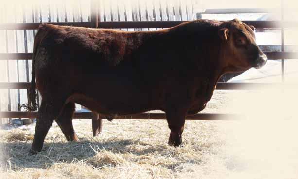 His calves will really weigh. His Dam 21X is a model Angus cow. Big bodied, great uddered a herd bull making Dam. Great cow family.