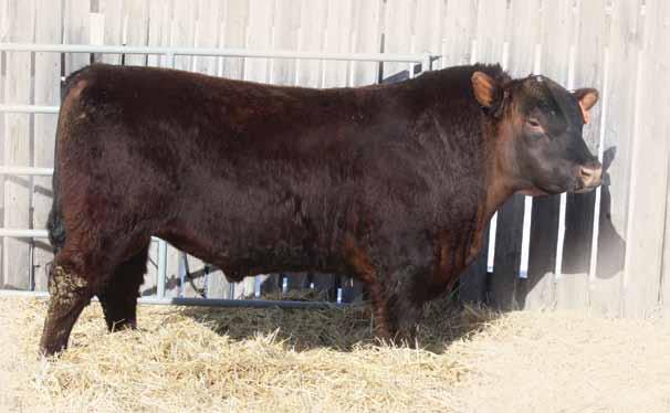 The Dam is a moderate framed good uddered young cow. Buy with confidence.