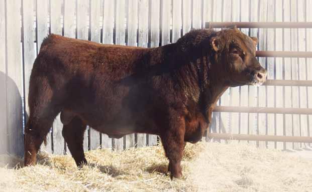 Two Year Old Red Angus BULLS 134A GREEN LIGHT 134A EU 134A 1728312 May 03 2013 BW: 84 lbs Adj WW: 764 lbs Adj YW: 1237 lbs RED BAR-E-L RIBEYE 103R RED BAR-E-L LARKABA 72N RED SSS ARSON 6U SUE 70X SUE
