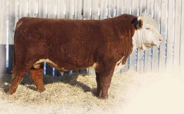 This will be the only bull crop off 80 X as we lost him after the first breeding season. He was a high performance bull with a maternal punch behind him. Dam is a big bodied solid uddered cow.