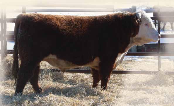 Dam is a solid producing big bodied cow with a solid udder. These 4W sons you can build a cow herd around.