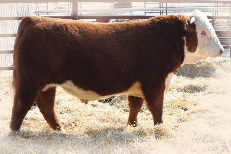 I can t say enough about the way his sire Dakota has bred for us, after seeing Dakota s Dam again I can see why. She is one of the best Hereford cows I have seen. The Dam is an outstanding Braun cow.