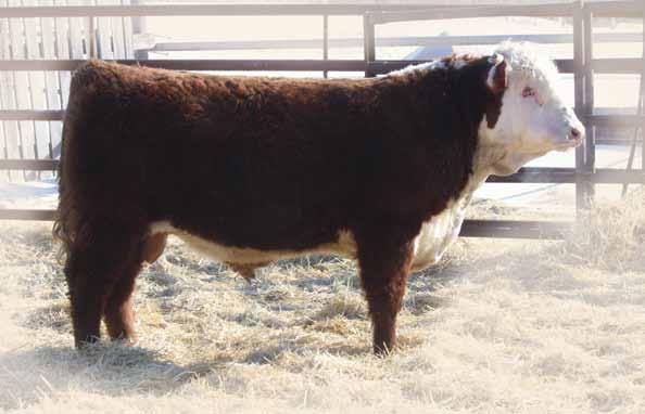His EPD s are very balanced. Daytona will leave his mark on the Hereford Breed. He is a great proud herd bull in the making. We are retaining a 1/2 semen interest in Daytona.