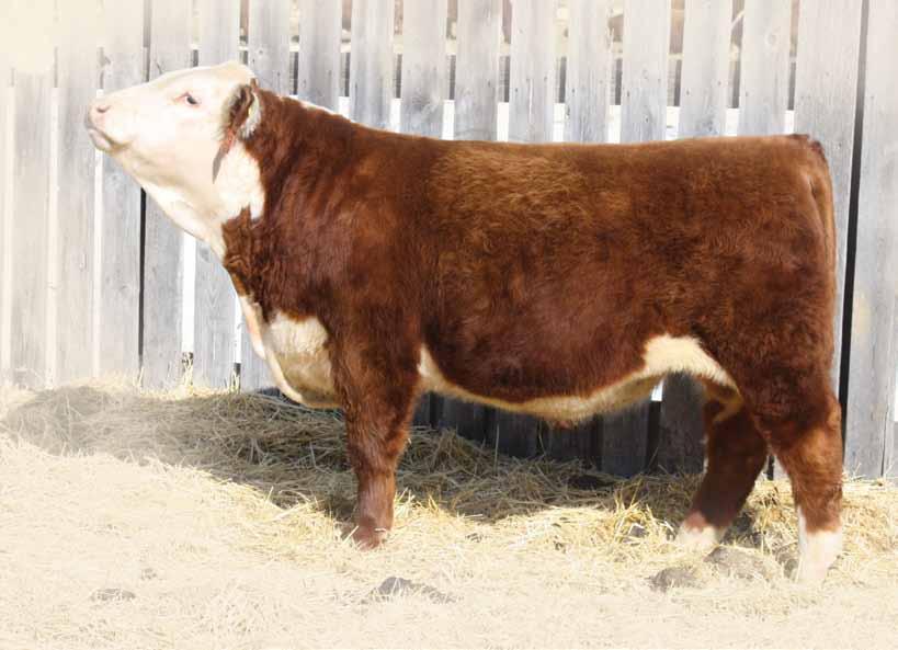 YEARLING HEREFORD BULLS BW: 5.3 WW: 59 YW: 87 Milk: 13 Total Mat: 43 This was a Grand Design mating, that turned out even better than planned.