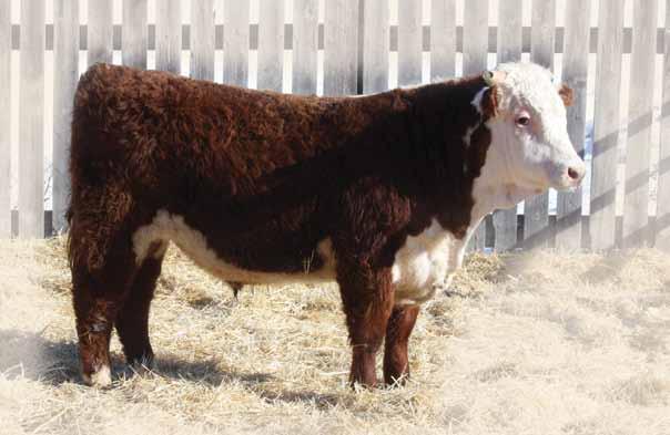 953W, the Dam is a model Hereford cow, very attractive and very good udder.
