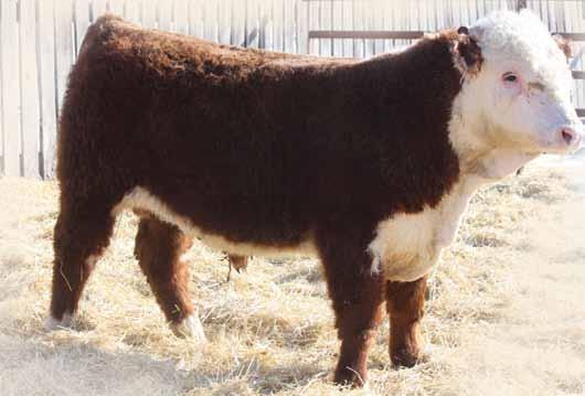 A bull out of a full sister to Dakota 6238 just sold for $52,000, so you can see that there is quality in the sire line. The Dam 064X is a perfect example of what a Hereford cow should look like.