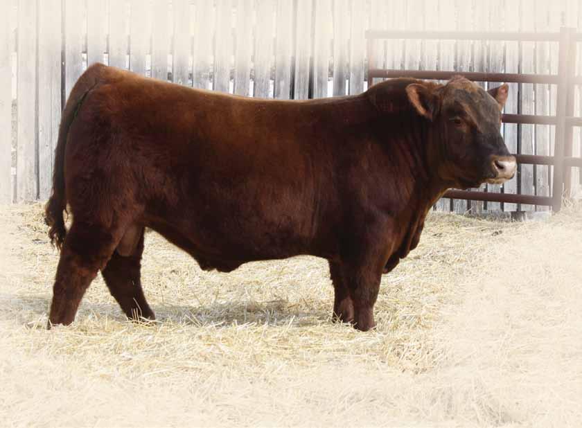 YEARLING Red Angus BULLS BW: 1.5 WW: 48 YW: 76 Milk: 10 Total Mat: 33 Here is maybe the stoutest squarest hipped, attractive, wide based herd bull prospect we have raised in 21 years.