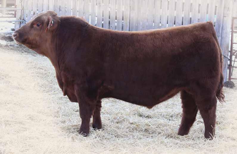 YEARLING Red Angus BULLS BW: 2.5 WW: 54 YW: 83 Milk: 13 Total Mat: 40 Here is a great individual. Ground Pounder is huge hipped, deep sided, soft made and tons of hair, standing on an excellent foot.