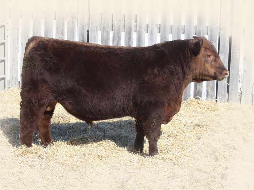 YEARLING Red Angus BULLS BW: 0.7 WW: 50 YW: 73 Milk: 23 Total Mat: 47 Rough Rider is a true herd bull in the making. Super thick deep sided, proud fronted and dark red. 2Z hit a home run here.