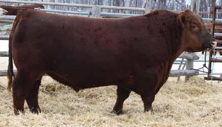 s of great cow in this pedigree 83B s daughters will be highly sought after. Birth weight is right at 81 lbs with solid weaning weight at 738 lbs, 83B will be a strong heifer bull.