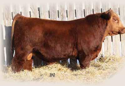 TER-RON FARMS YEARLING BULLS 40Y Red Ter-Ron Paige 609R Dam of 40Y BW: 4.