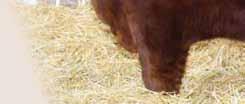 be a very good herd sire mother has produced past herd sires to Bar-E-L and Thorsteinsons at Foam Lake, SK Reserve Intermediate Bull Calf Champion Farm