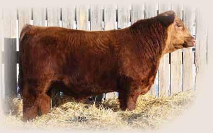 TER-RON FARMS YEARLING BULLS 61Y TER-RON BIG DEAL 61Y RPAH 61Y 1648933 February 09 2011 CE * BW: 87 lbs Adj 205: 706 lbs Adj 365 day: 1120 lbs FULLY LOADED 540R RELOAD 703T AMF CAF NHF OSF MAF