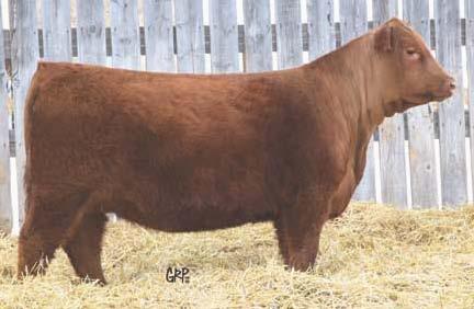 Canadian National Grand Champion Red Angus Bull 2011 High Selling Heifer Red Ter-Ron Bobbie 136X High selling heifer in last year s sale to Blairs.