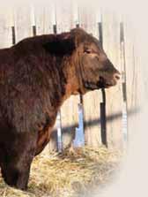 TER-RON FARMS YEARLING BULLS 126Y RIO 126Y RPAH 126Y 1617334 March 03 2011 CE * BW: 97 lbs Adj 205: 690 lbs Adj 365 day: 1490 lbs RED HEARTLAND KNIGHT CHARM 11L FULLY LOADED 540R GOLDIE 240L RELOAD