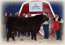 ROSE ANGEL 77D BW: 0.4 WW: 16 YW: 31 Milk: 18 Total Mat: 26 A bull that throws very good haired calves with that dark cherry red color.