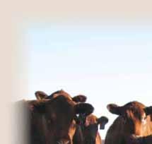 TER-RON FARMS OPEN HEIFERS Open Heifer Calves Junior