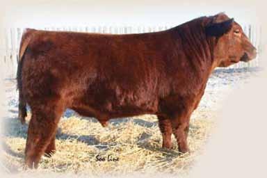 TER-RON FARMS REFERENCE SIRES Reference Sire REAL DEAL 01W HFX 01W 1491496 January 26 2009 CE *** BW: 90 lbs Adj 205: 901 lbs Adj 365 day: 1394 lbs RED HEARTLAND KNIGHT CHARM 11L FULLY LOADED 540R