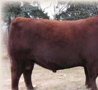 He is truly the Real Deal, the way he is breeding. He is siring cattle that are easy fleshing, with lots of middle, hair, length of spine, thickness, and lots of style.