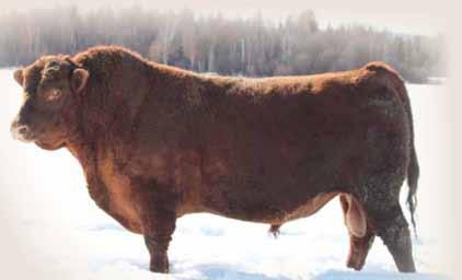 TER-RON FARMS REFERENCE SIRES Reference Sire RED LAZY MC KINGMAN 16W CBM 16W 1492352 February 06 2009 CE *** BW: 88 lbs Adj 205: 750 lbs Adj 365 day: 1329 lbs RED VGW KING OF THE WEST OSF MAF RED