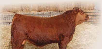 8 WW: 21 YW: 49 Milk: 20 Total Mat: 30 Purchased out of the Lazy MC sale in 2010 for $21500. We really admired the natural thickness and depth of body he possesses, all in a moderate frame.