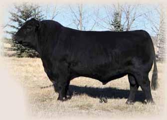 TER-RON FARMS YEARLING BULLS HG Tiger 5T - Sire of Lot 5Y 4Y MGM 4Y RPAH 4Y 1617307 January 19 2011 CE *** BW: 80 lbs Adj 205: 749 lbs Adj 365 day: 1130 lbs RED LAZY MC KINGMAN 16W RED HEARTLAND