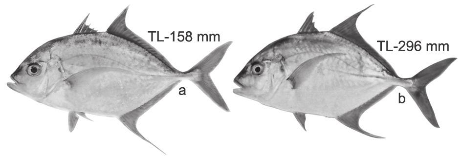 few gillrakers, 28-29 total (7-8 upper, 21 lower); straight part of lateral line with 22-24 weak scutes.....carangoides talamparoides Bleeker, 1852, Imposter trevally (Fig. 42)