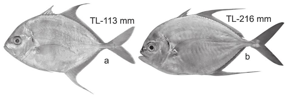 Almost entire length of straight part of lateral line with scutes or prominent scales; mouth acutely pointed; second dorsal lobe distinctly longer than anal lobe in adults; eye diameter smaller than