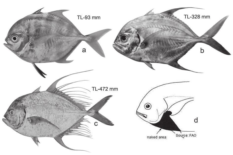43. Carangoides uii a) Juvenile; b) Adult Posterior 2/3 rd of straight part of lateral line possesses scutes or prominent scales, pelvic fins jet black with white rays in juveniles, darkness fades