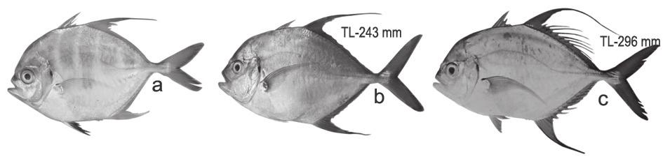 Head profile very steep, relatively straight from snout to nape without any break in contour (bump); eye diameter less than snout length; gillrakers on first gill arch 33-35 total (11-13 upper, 21-23