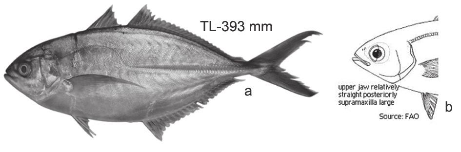 a) Alepes melanoptera; b) Upper jaw and dorsal and anal details Ultimate ray of second dorsal and anal fin longer than penultimate ray. C C.