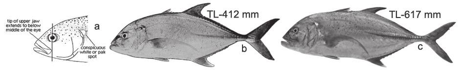(11-12 upper, 28 lower), straight part of lateral line with 46-49 relatively large scutes. Alepes djedaba (Forsskal, 1775), Shrimp scad (Fig. 48)