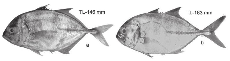 E. M. Abdussamad et al. 34 Fig. 55. Caranxsex fasciatus, a) Juvenile; b) Sub-adult; c) Adult Fig. 52. Caranx hippos, a) Juvenile; b) Sub-adult No opercular spot. C C.