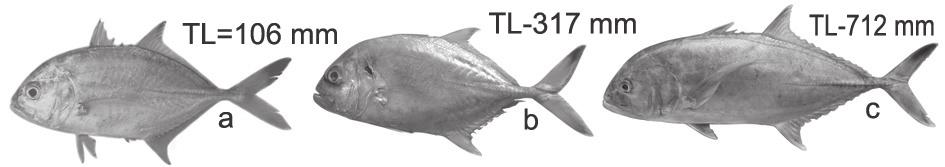 lower), Caranx tille Cuvier, 1833, Tille trevally (Fig. 56). Fig. 56. Caranx tille, a) Juvenile; b) Adult; c) Supra maxilla F.