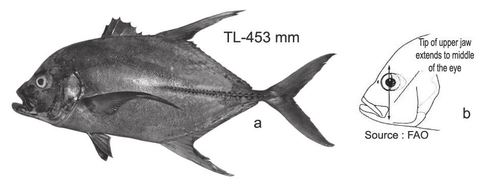 lobe of caudal fin pigmented deep black; in juveniles distal margin of second dorsal lobe dark; gillrakers on first gill arch 23-26 total (7-8 upper, 15-18 lower) Caranx sem Cuvier, 1833, Blacktip