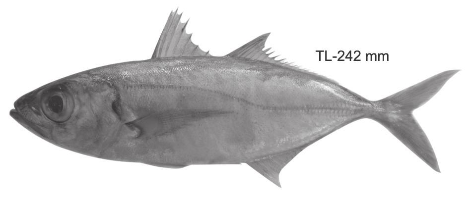 line, snout equal or longer than eye diameter. Body less deep (0.25 times of TL); gillrakers on first gill arch 9-11 upper, 29-32 lower. Selar crumenophthalmus (Bloch, 1793), Bigeye scad (Fig. 62).
