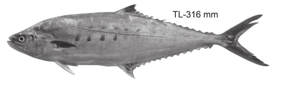 Macrotaxonomic characters of carangids of the seas around India 23 Fig. 1. Parastromateus niger, a) Juvenile; b) Adult ii.