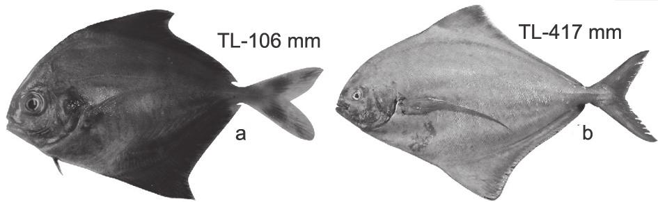 considerable morphological changes with growth, body elongates and filamentous rays shorten as the fish grows. Genus is represented by two species; Alectis indicus and Alectis ciliaris.