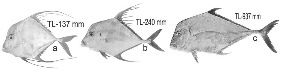 Alectis indicus (Ruppell, 1830), Indian threadfish (Fig. 2)