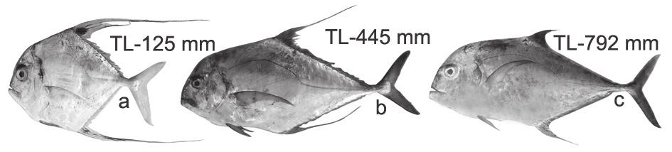 Alectis indicus a) Juvenile; b) Sub-adult; c) Adult Profiles of head and nape broadly rounded; upper jaw extends below beyond middle of the eye; gillrakers on first gill arch 19-20 total (5 upper,
