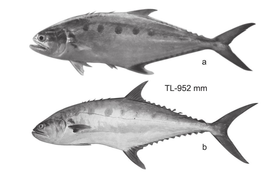 ..scomberoides commersonianus Lacepede, 1802 Talang queen fish (Fig. 6). Fig. 8. Scomberoides tol, a) Juvenile; b Adult Fig. 6. Scomberoides commersonianus a. Sub-adult, b.
