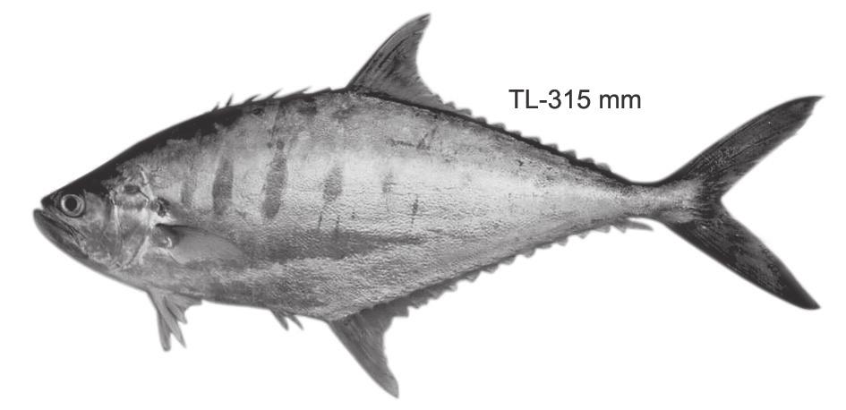 Blotches vertically elongate, plumbeous and intersects lateral line; dorsal profile of head and nape concave; anal origin slightly ahead of second dorsal origin; gillrakers on first gill arch 12