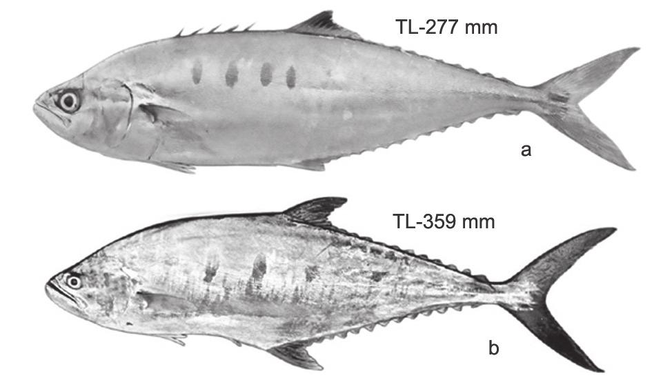 Genus : Trachinotus Dorsal and ventral profile more or less equally convex or dorsal slightly more convex in some; anal with two detached spines. Five species; Trachinotu baillonii, T. coppingeri, T.