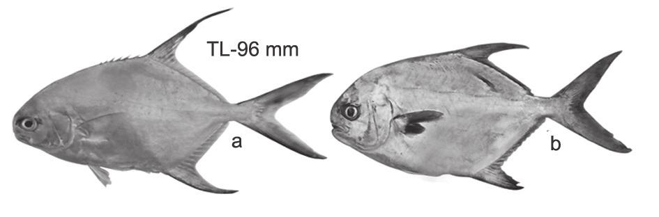 Anterior margin of fin lobes brownish; second dorsal lobe longer than anal, lobe height decreases with age; gillrakers on first gill arch 14-15 total (6-7 upper, 8 lower).
