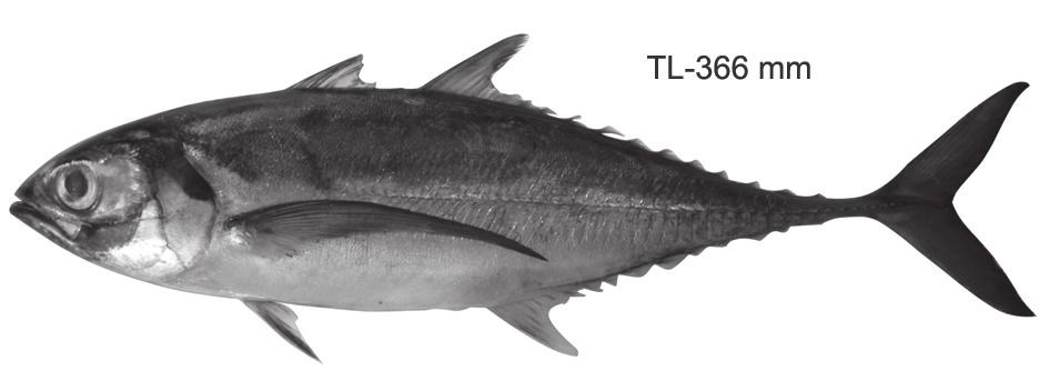 E. M. Abdussamad et al. 26 Straight part of lateral line with scutes, caudal peduncle without ventral grooves, first dorsal more than 0.25 times of second dorsal height. B A.