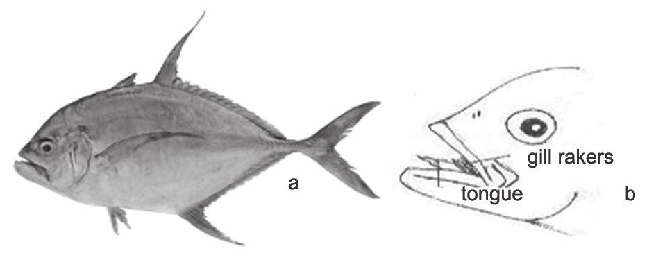 Macrotaxonomic characters of carangids of the seas around India 29 b.