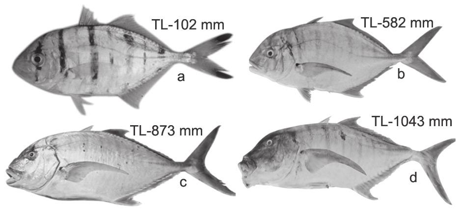 scutes (23-40) and few anterior scales; breast naked ventrally to the origin of pelvic fin, remain separated from naked base of pectoral; gillrakers on first gill arch 19-20 total (5 upper, 14-15